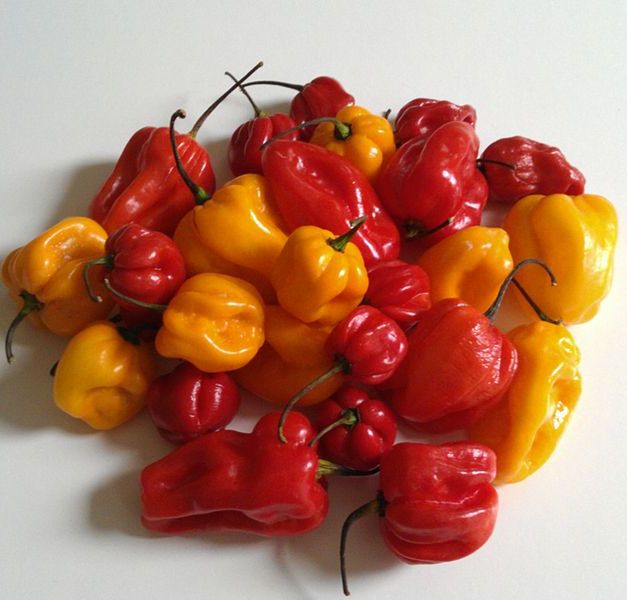 adjoema peper adjoema peper